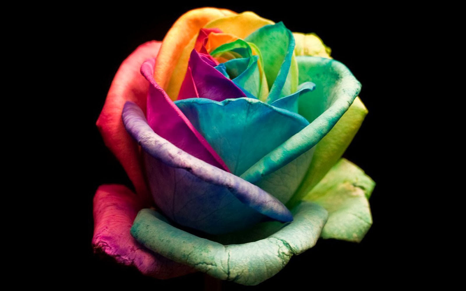 colourful roses wallpaper,rose,rainbow rose,petal,garden roses,flower