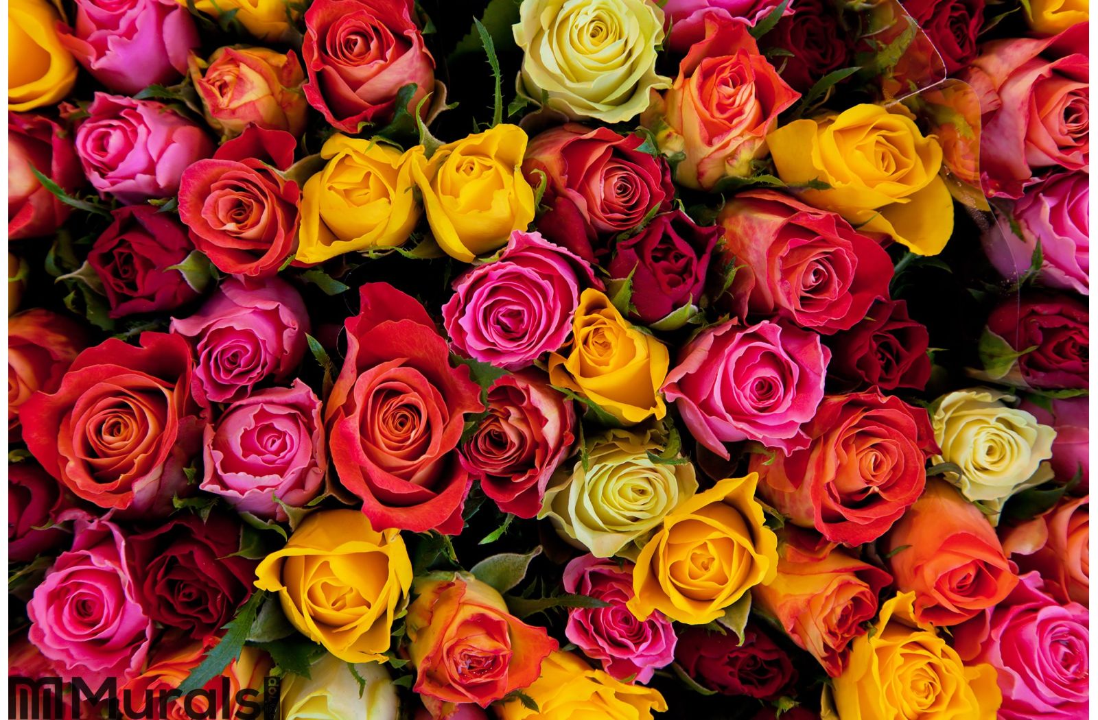 fond d'écran de roses colorées,fleur,rose,plante à fleurs,roses de jardin,plante