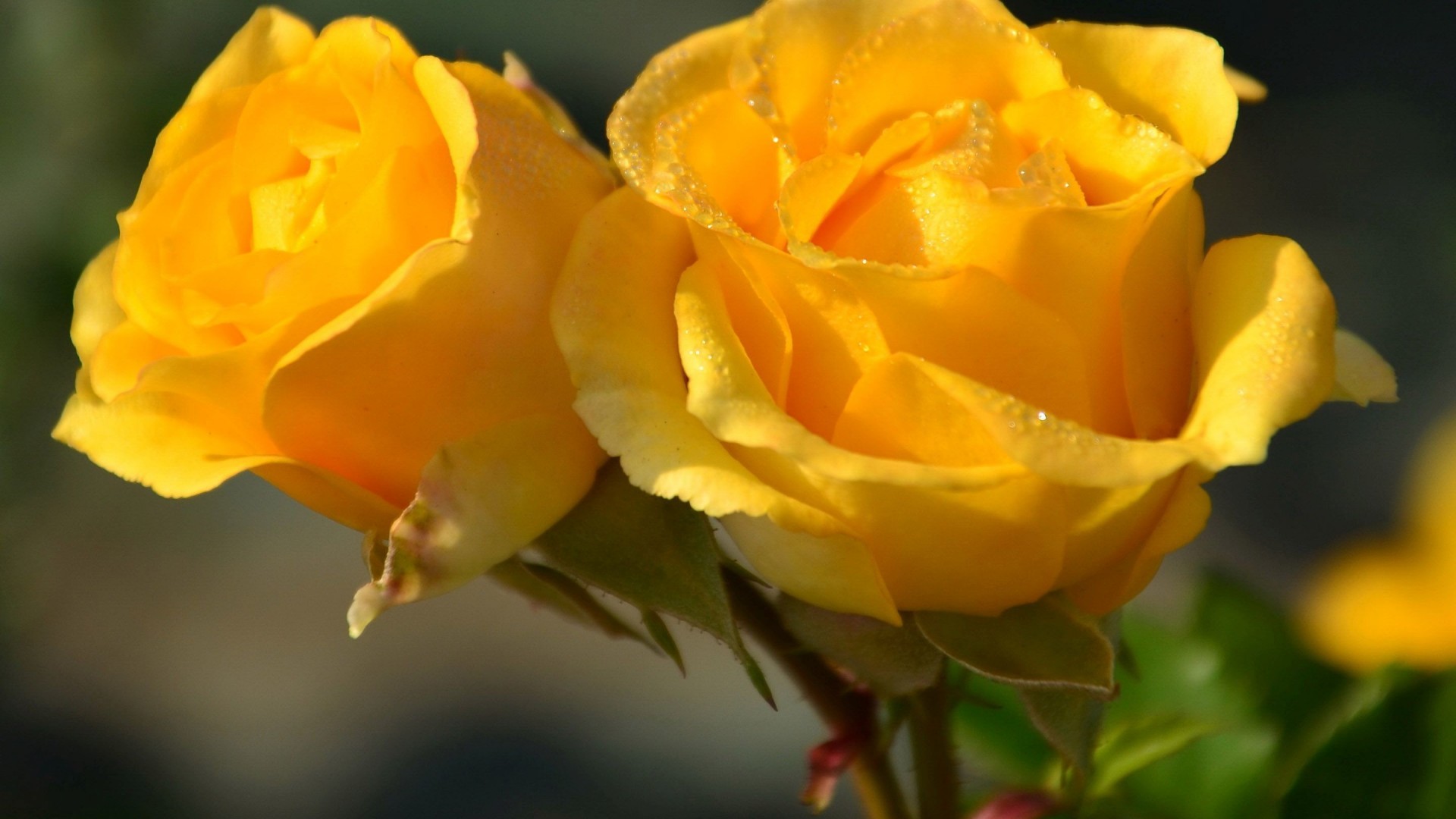 carta da parati rose colorate,fiore,pianta fiorita,julia child rose,petalo,rose da giardino
