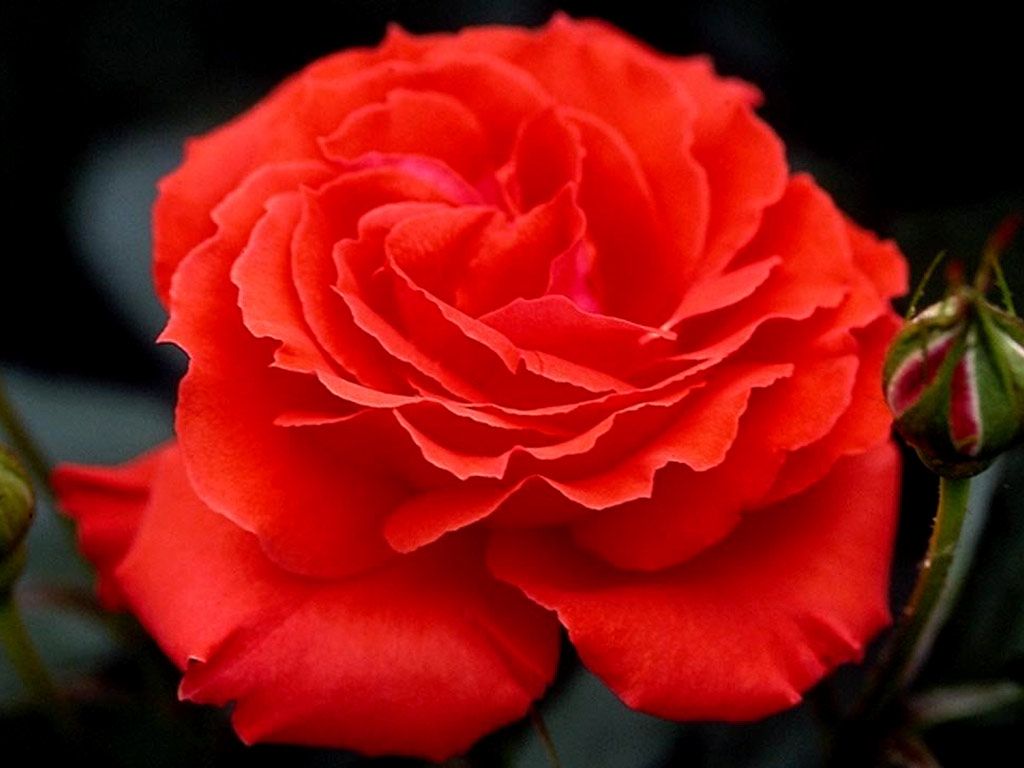 big rose wallpaper,flower,flowering plant,petal,red,garden roses