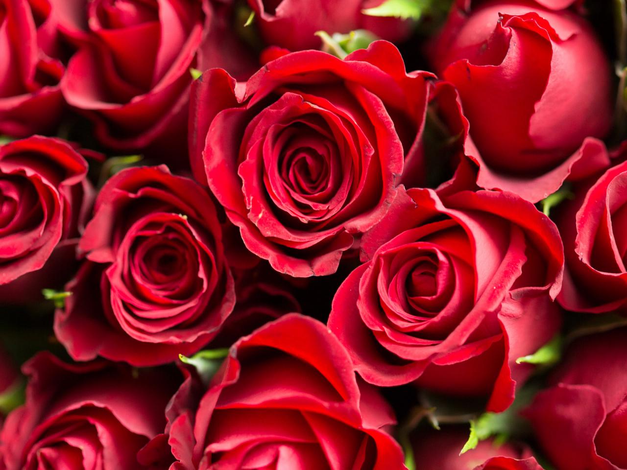 big rose wallpaper,flower,rose,garden roses,flowering plant,petal