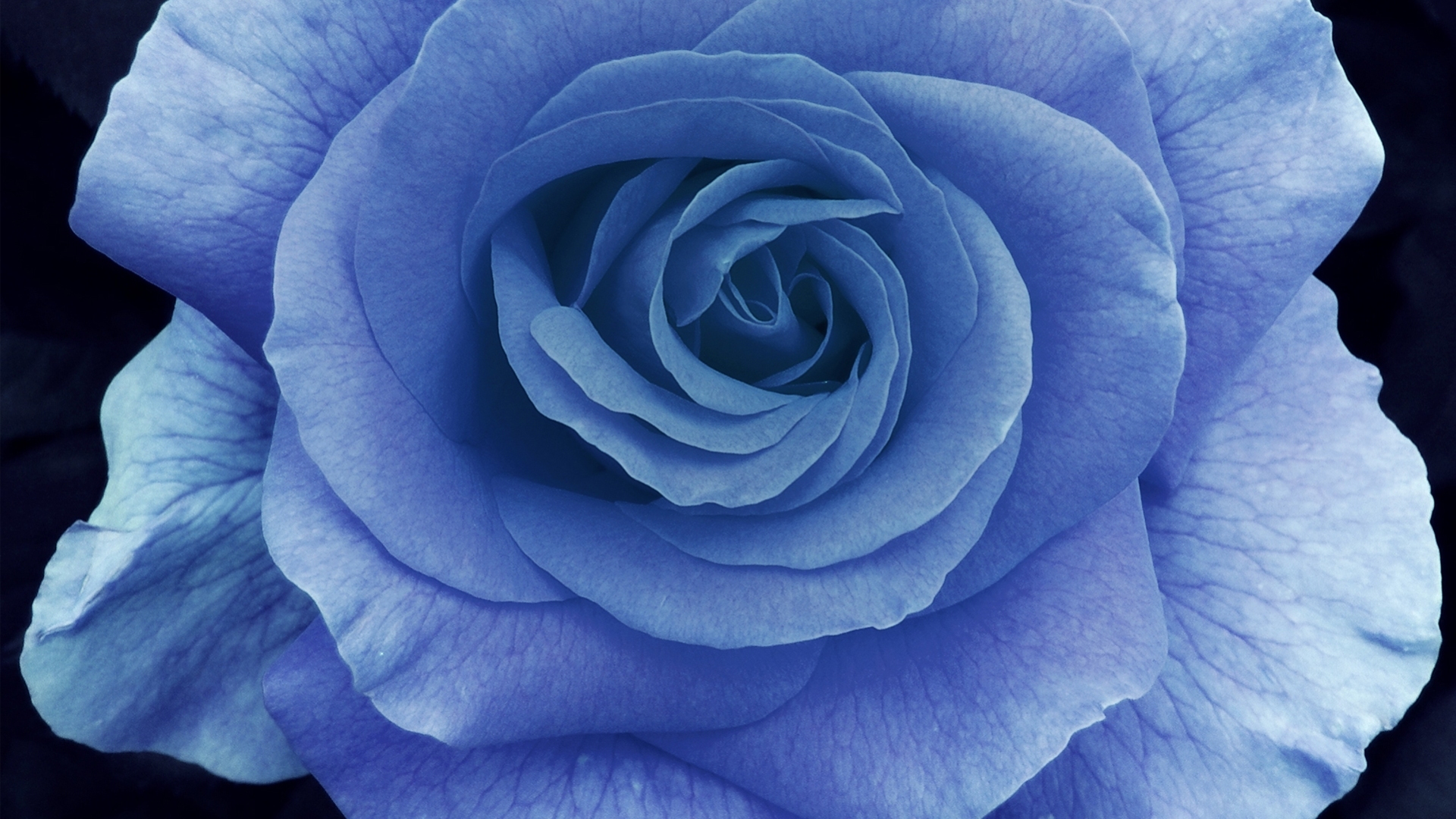 große rosentapete,blume,rose,blühende pflanze,blütenblatt,blau