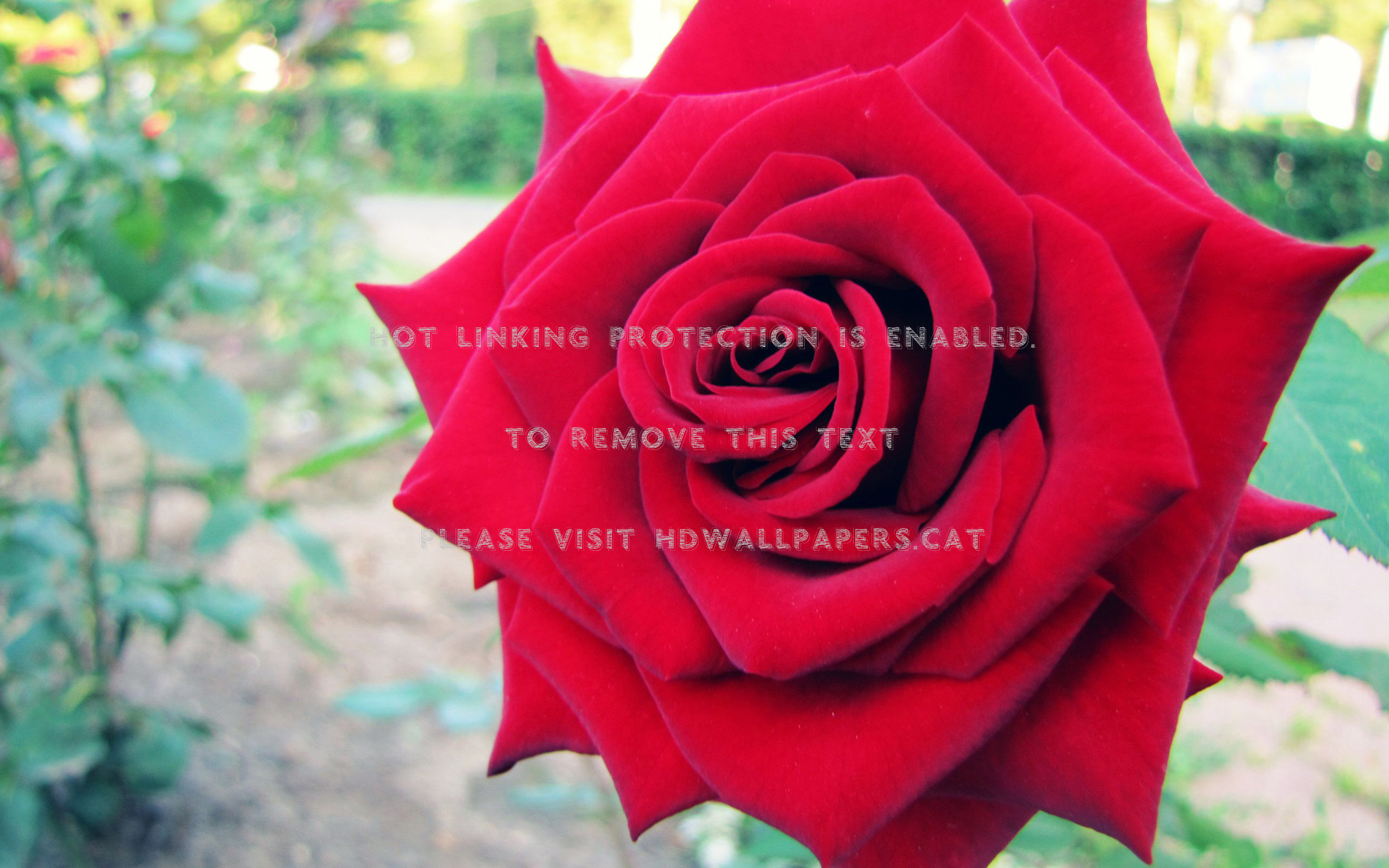 große rosentapete,blume,rose,gartenrosen,blühende pflanze,blütenblatt