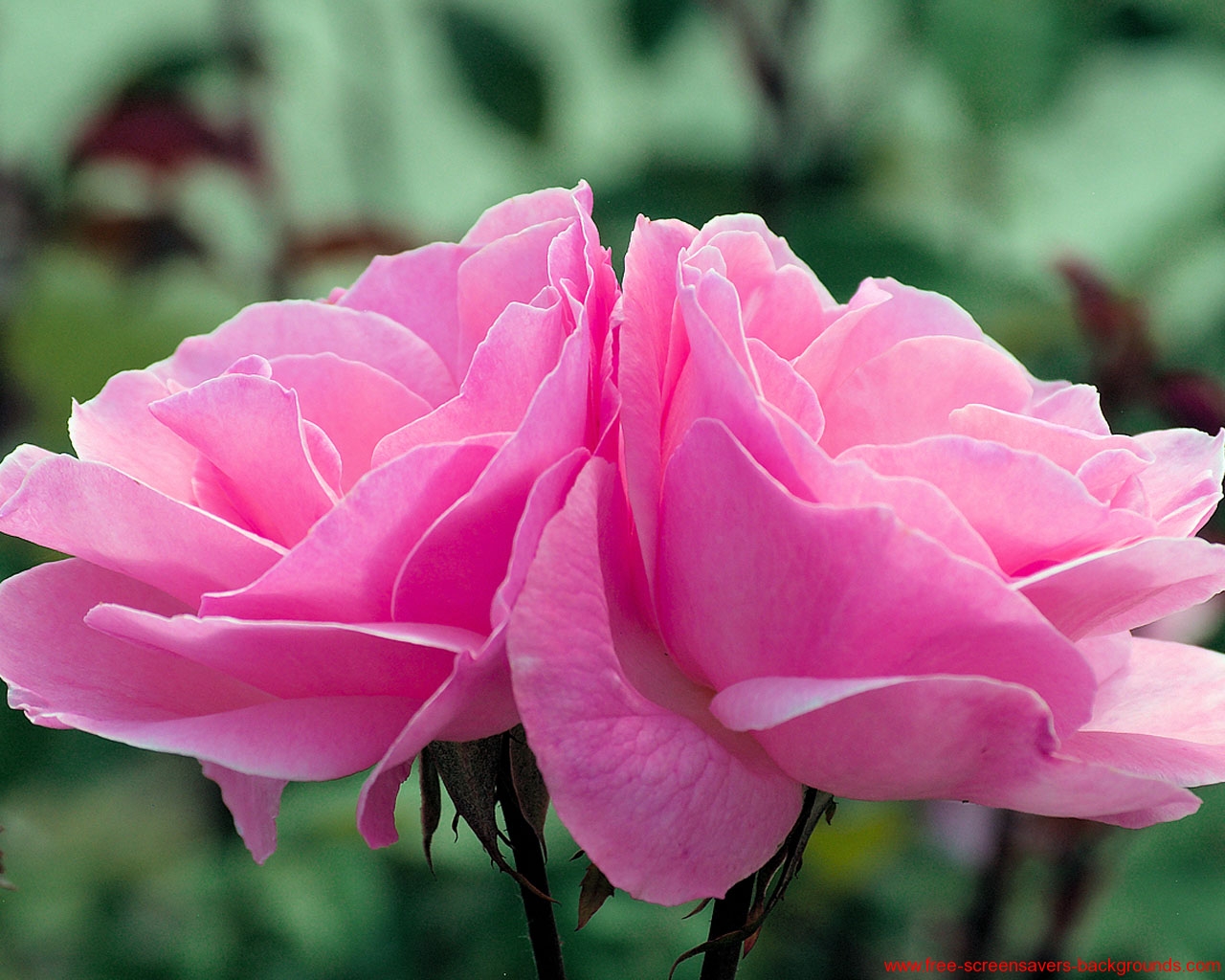 high quality rose wallpaper,flower,petal,flowering plant,pink,garden roses