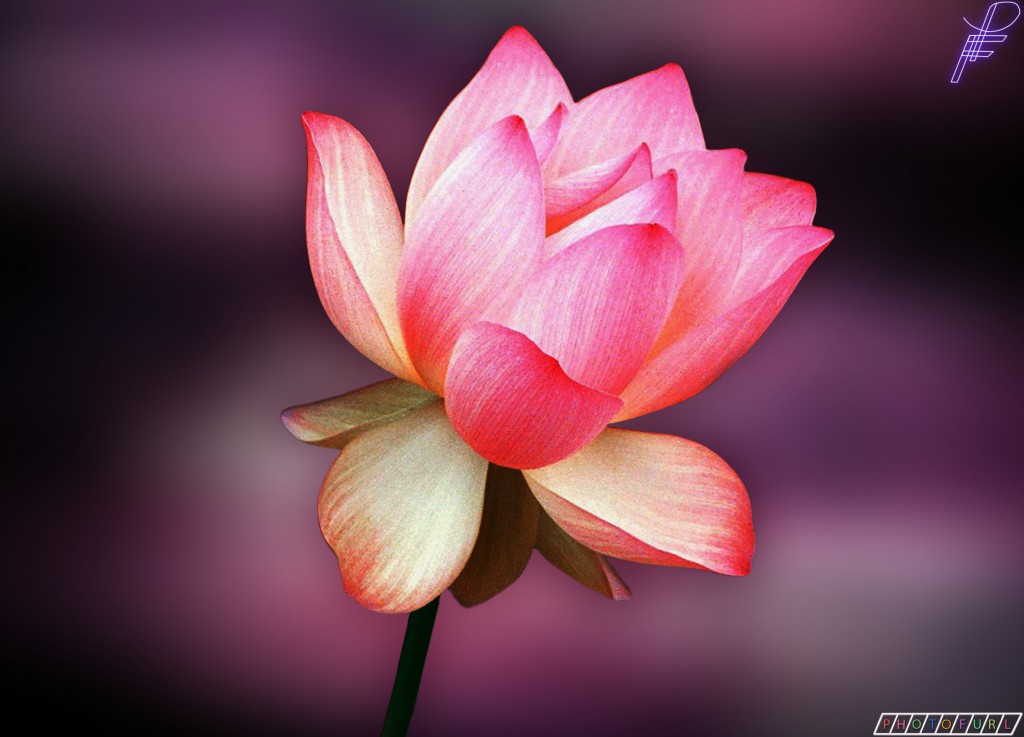 high quality rose wallpaper,flower,flowering plant,petal,sacred lotus,lotus