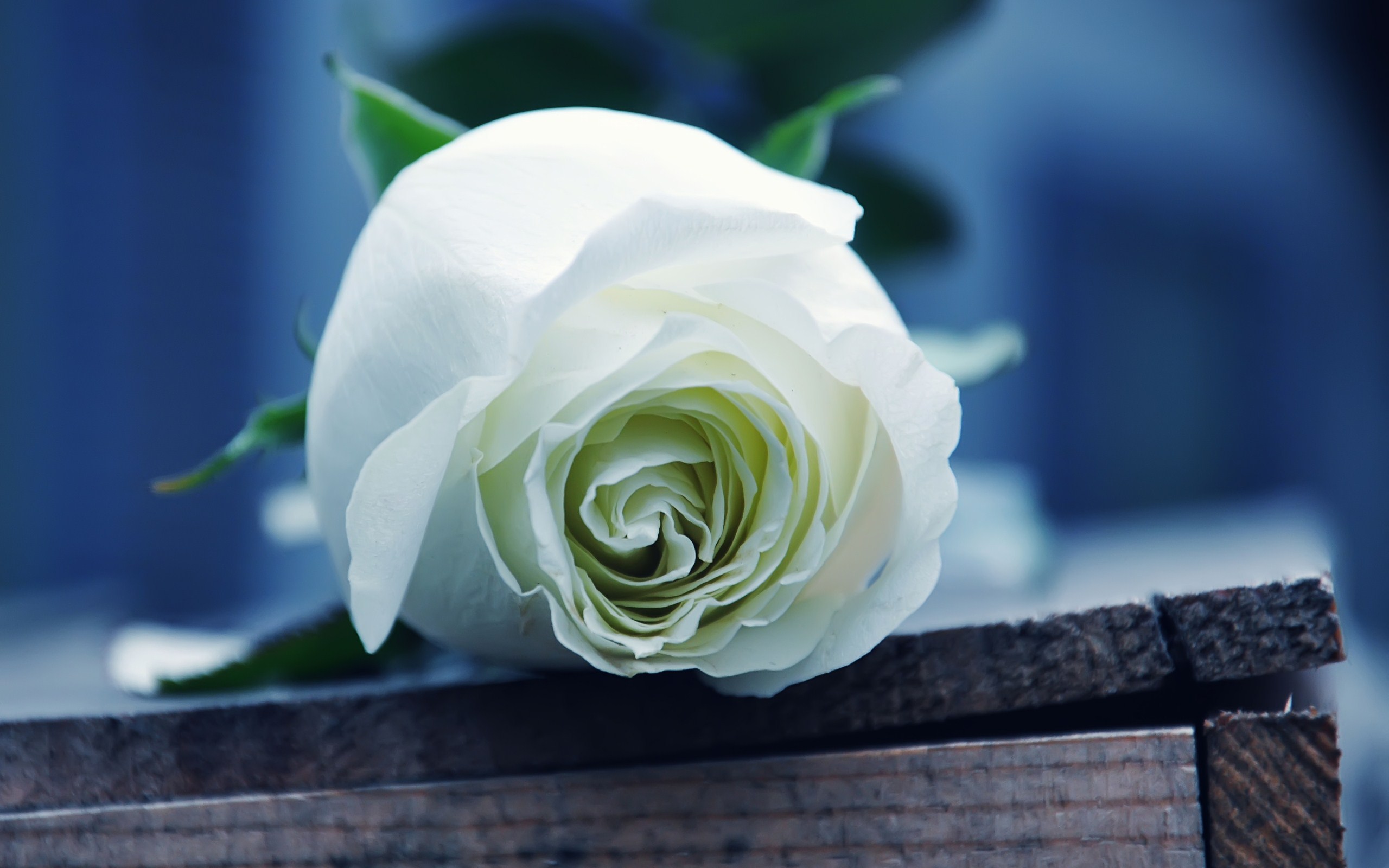high quality rose wallpaper,flower,white,rose,petal,garden roses