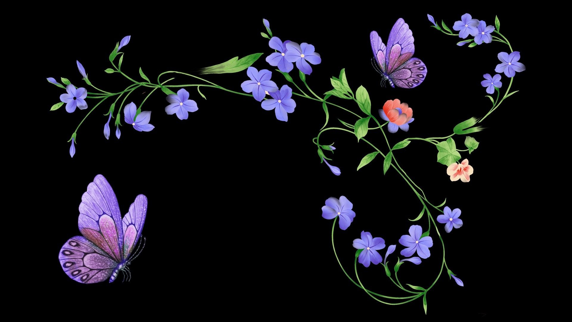 high quality rose wallpaper,violet,flower,purple,plant,flowering plant