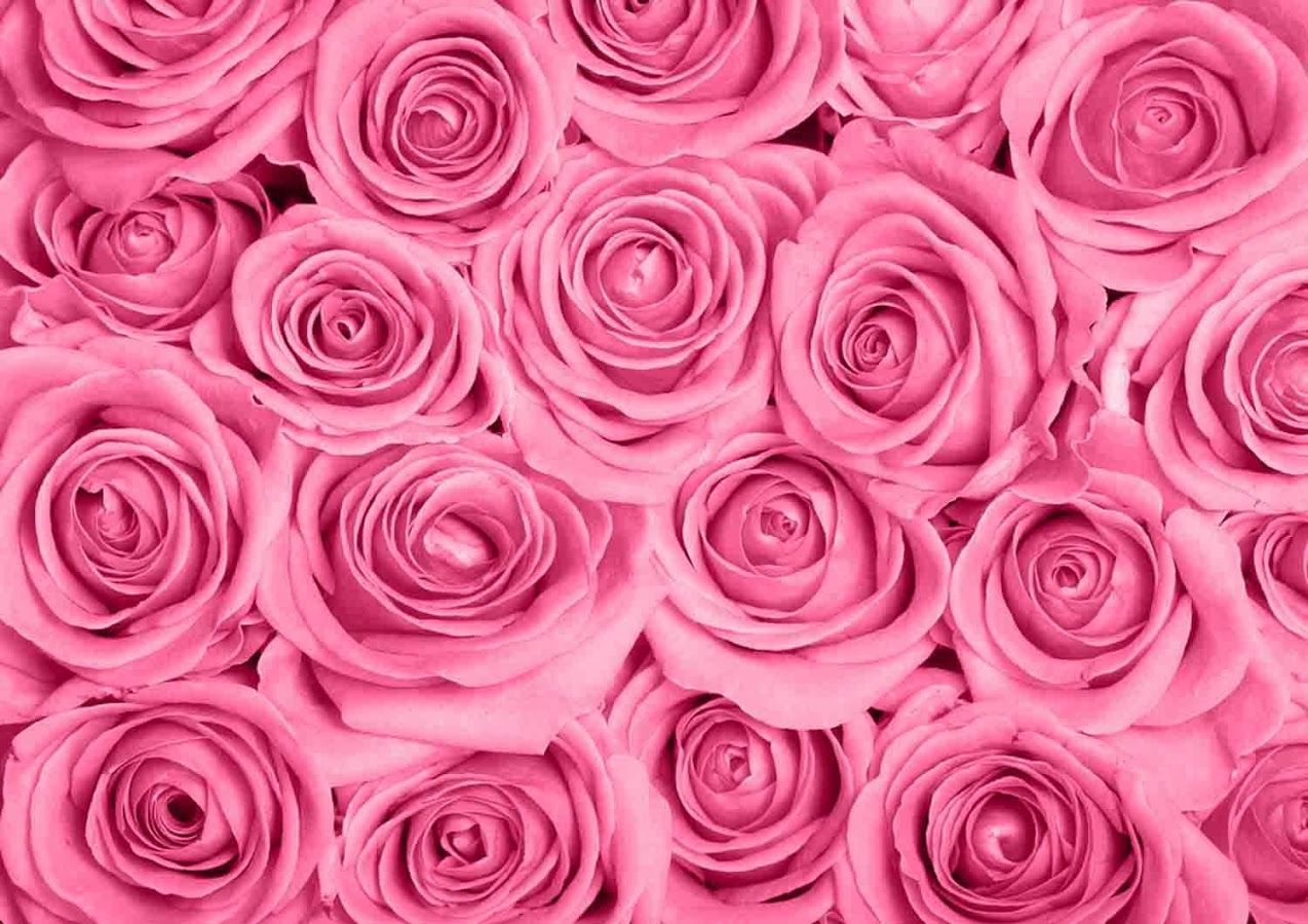 high quality rose wallpaper,garden roses,rose,pink,flower,petal