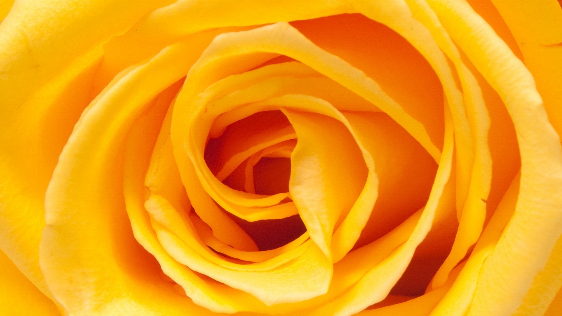 high quality rose wallpaper,yellow,rose,flower,orange,petal
