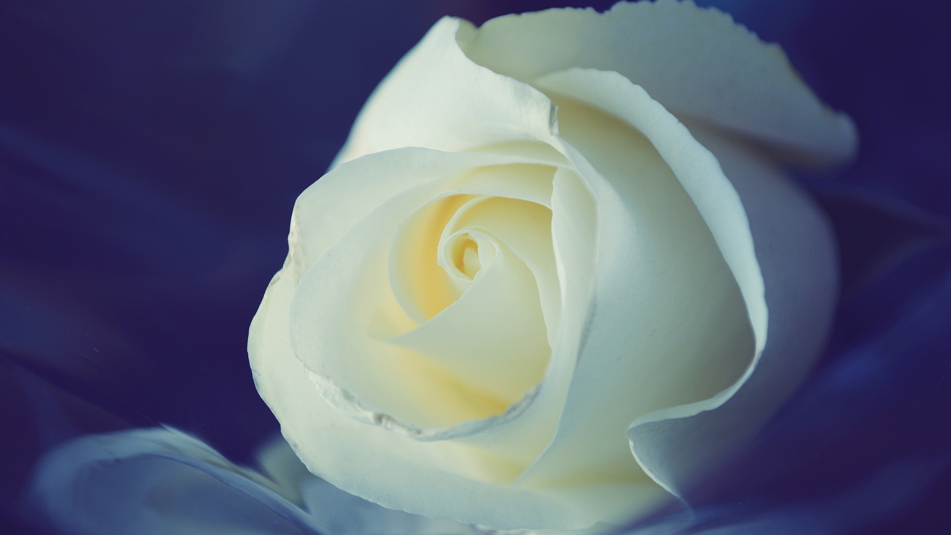 high quality rose wallpaper,white,petal,flower,rose,blue