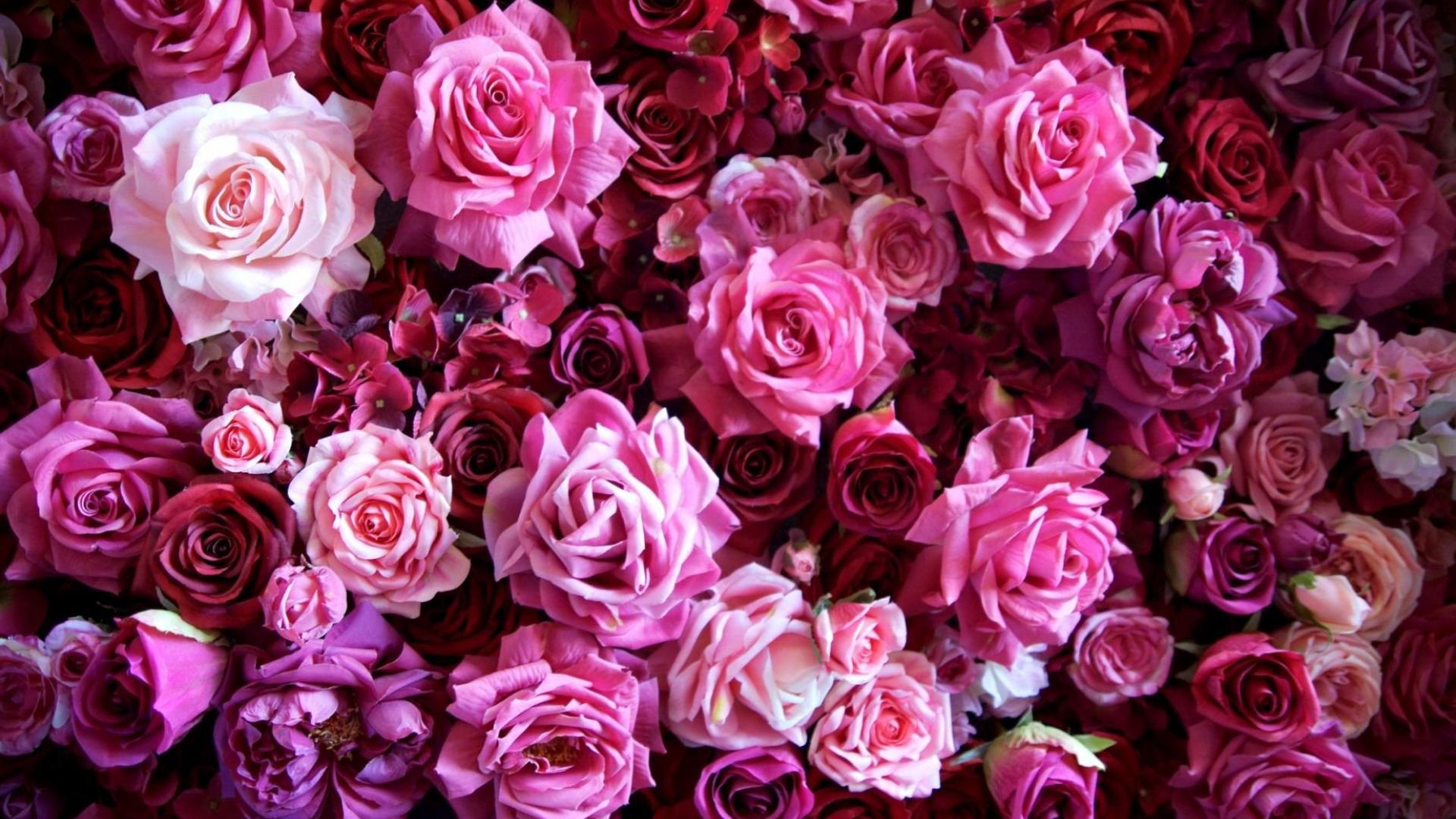 high quality rose wallpaper,flower,garden roses,flowering plant,rose,pink