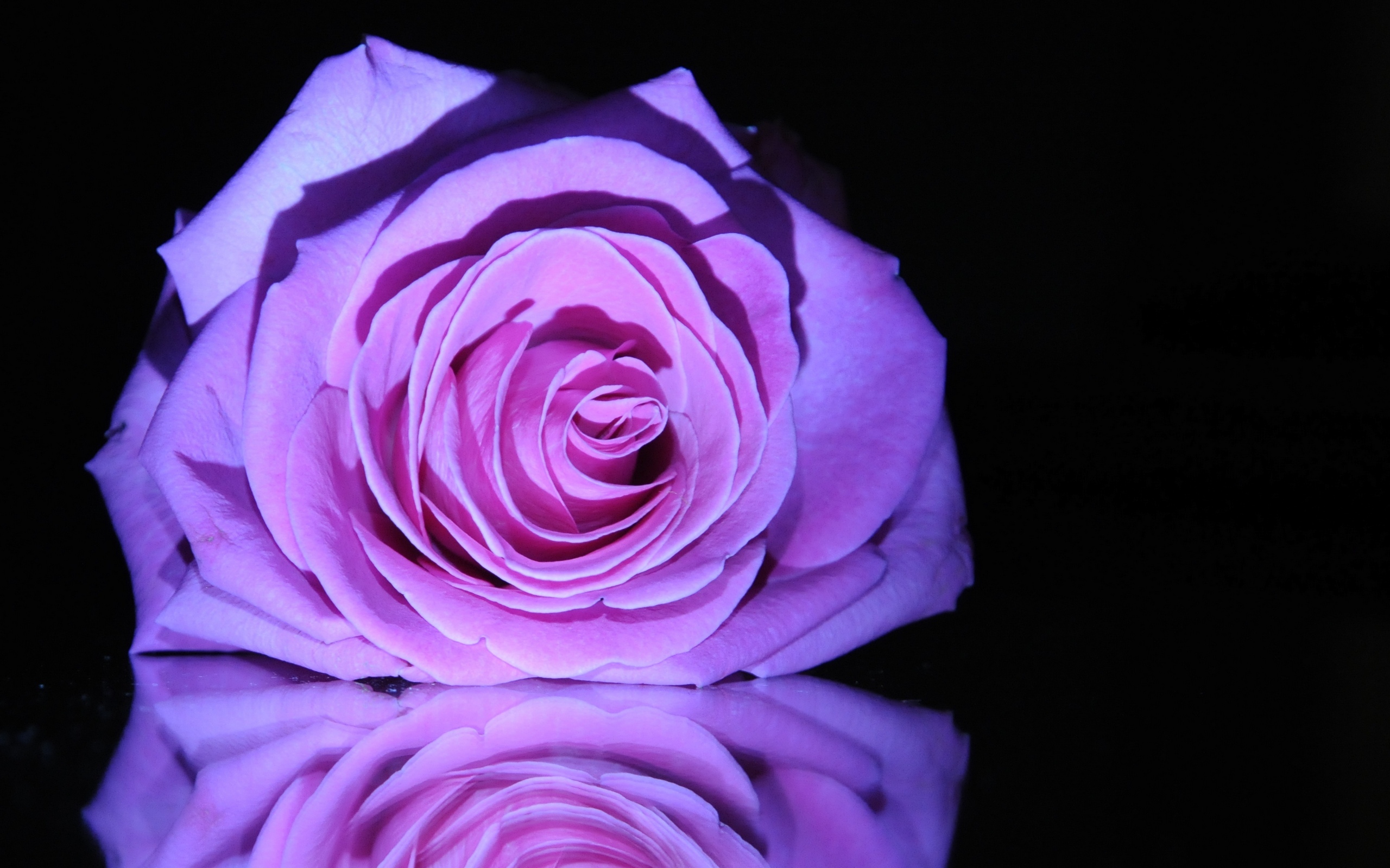 carta da parati rosa di alta qualità,fiore,rose da giardino,rosa,petalo,viola
