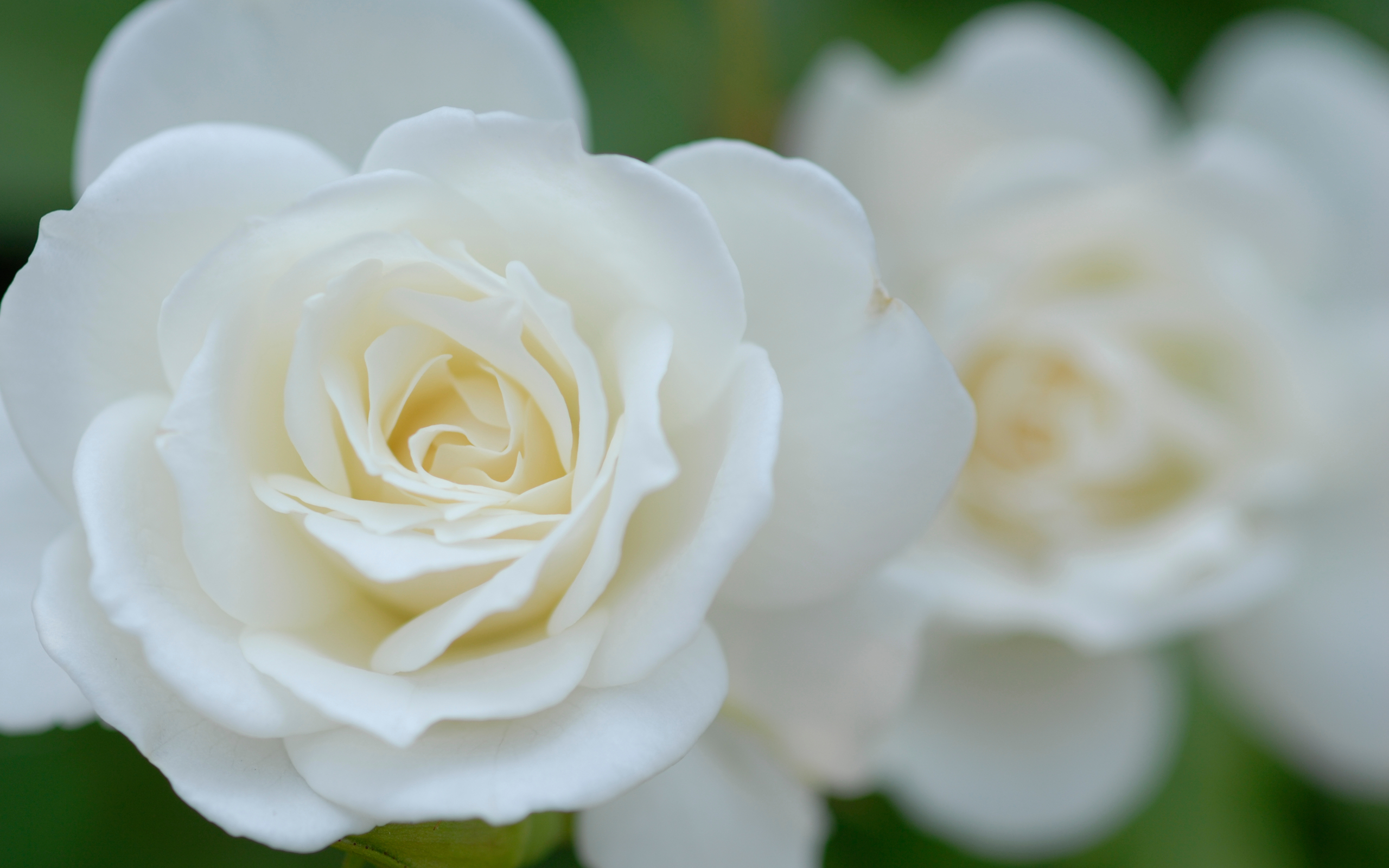 high quality rose wallpaper,flower,flowering plant,petal,white,floribunda