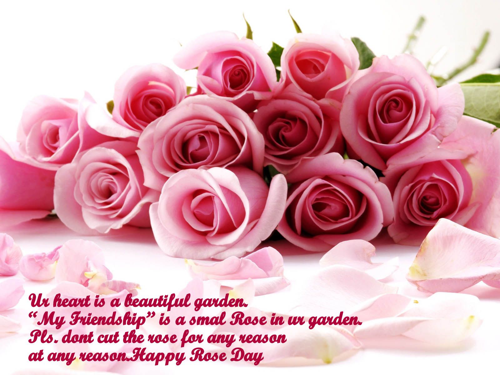 gulab full wallpaper,garden roses,pink,flower,rose,cut flowers