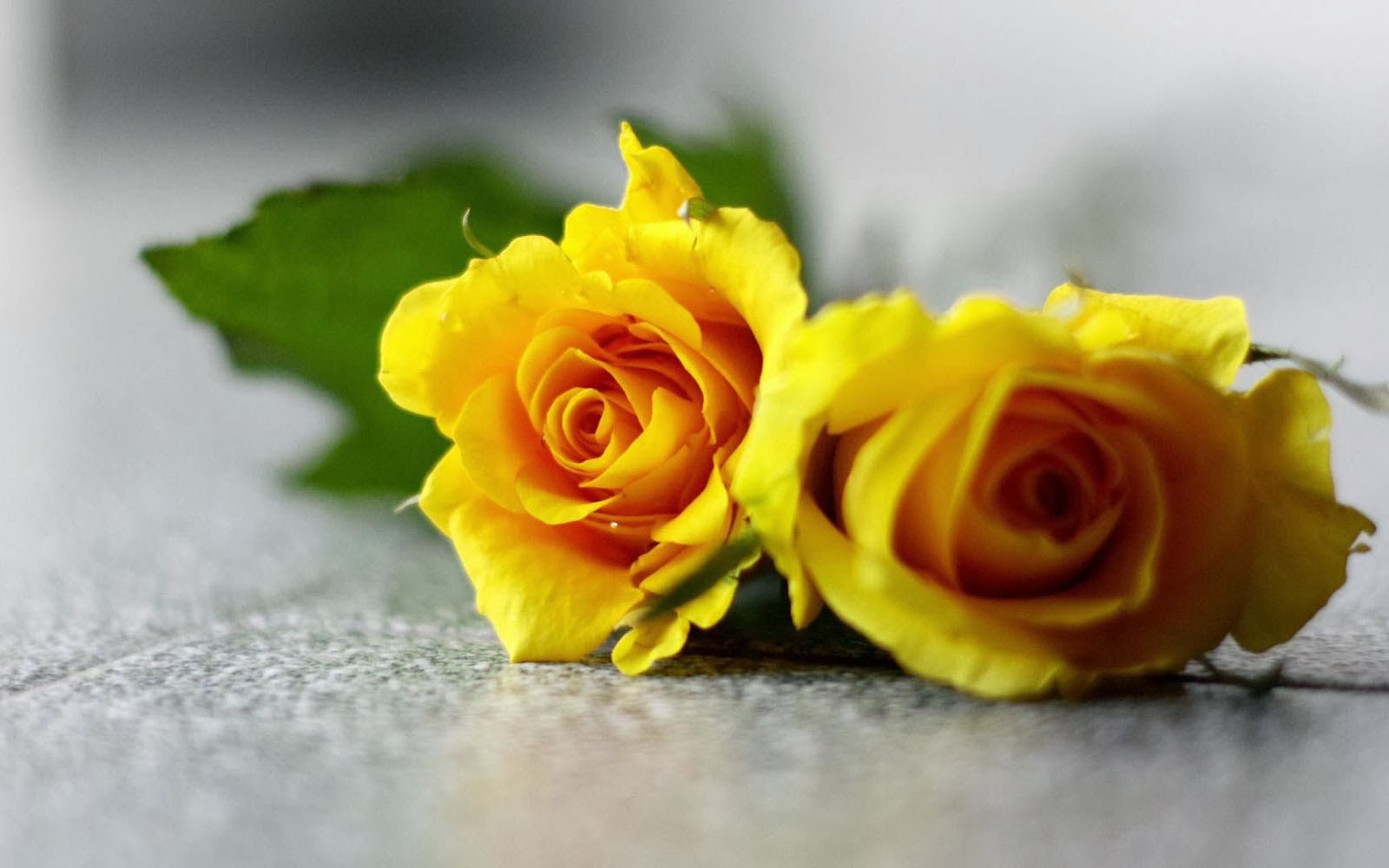 belles images de roses pour fond d'écran,fleur,jaune,rose,roses de jardin,famille rose