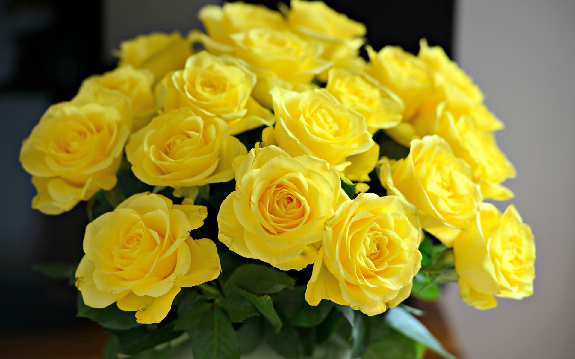 bellas imágenes de rosas para fondo de pantalla,flor,rosa,planta floreciendo,julia niño rosa,rosas de jardín