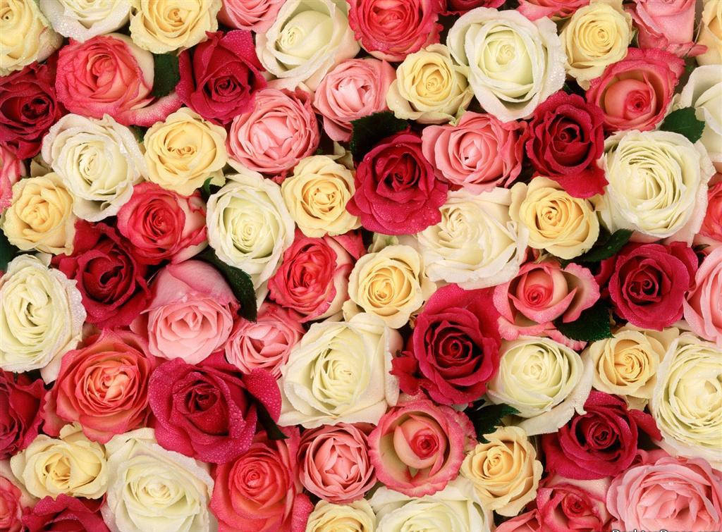 Red And Yellow Roses Background- WallpaperUse