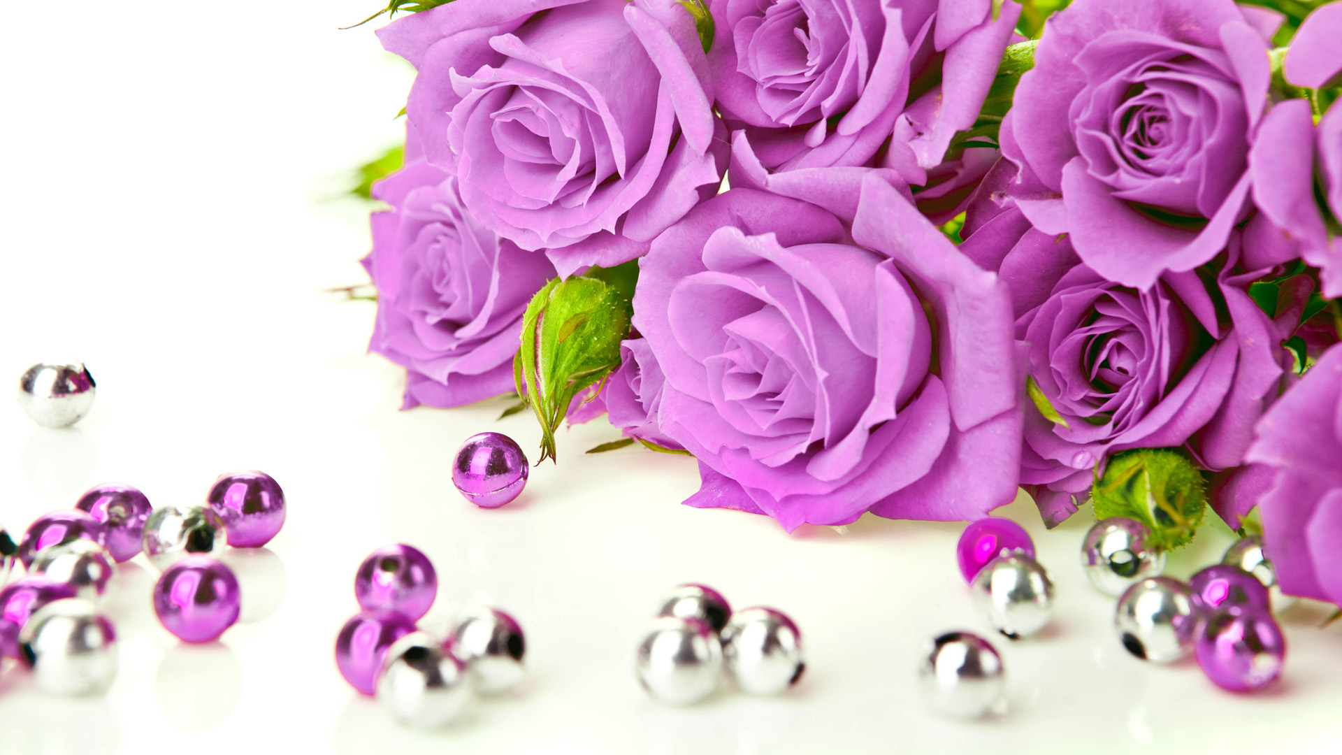 belles images de roses pour fond d'écran,violet,violet,rose,fleur,rose