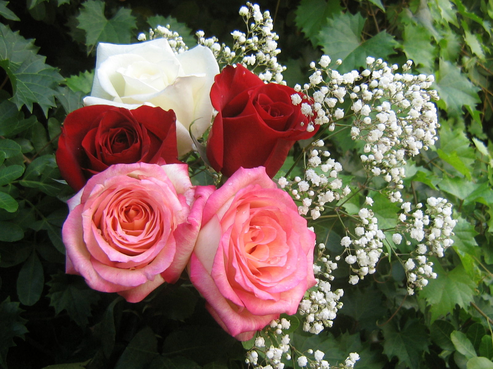 bellas imágenes de rosas para fondo de pantalla,flor,planta floreciendo,rosas de jardín,rosa,planta