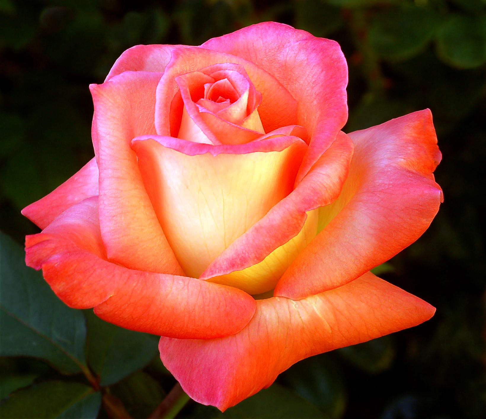 bellas imágenes de rosas para fondo de pantalla,flor,rosa,rosas de jardín,planta floreciendo,julia niño rosa