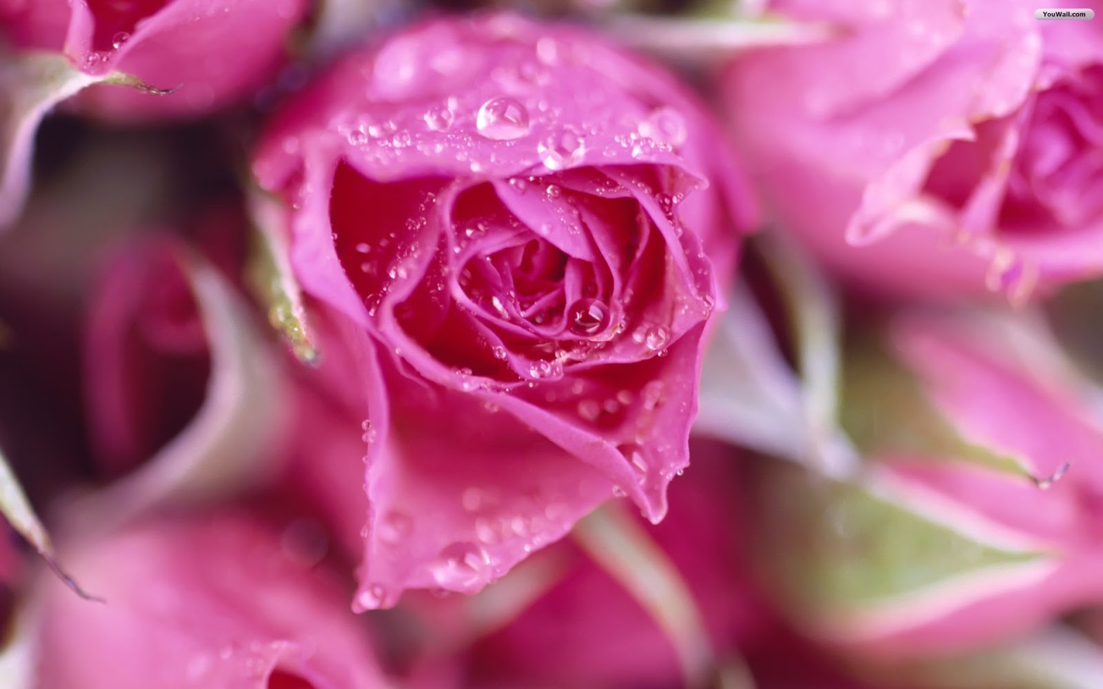 beautiful pictures of roses for wallpaper,flower,garden roses,flowering plant,pink,petal