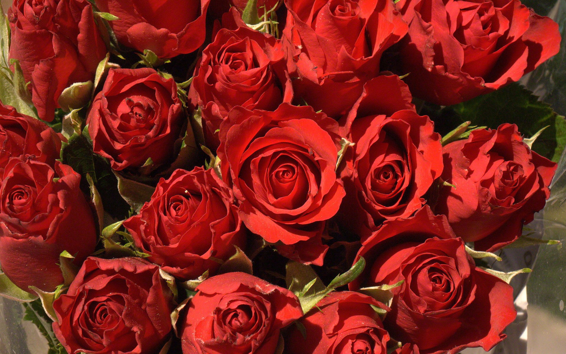 bellas imágenes de rosas para fondo de pantalla,flor,rosa,rosas de jardín,planta floreciendo,rojo