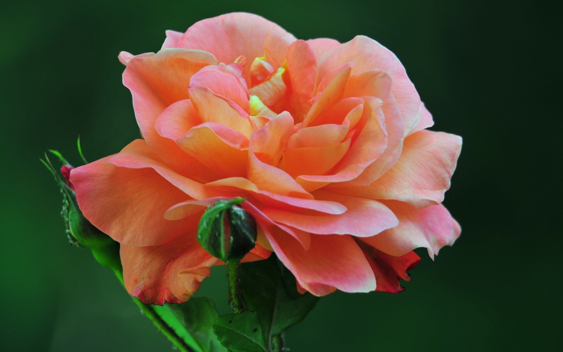 bellas imágenes de rosas para fondo de pantalla,flor,planta floreciendo,julia niño rosa,pétalo,rosas de jardín