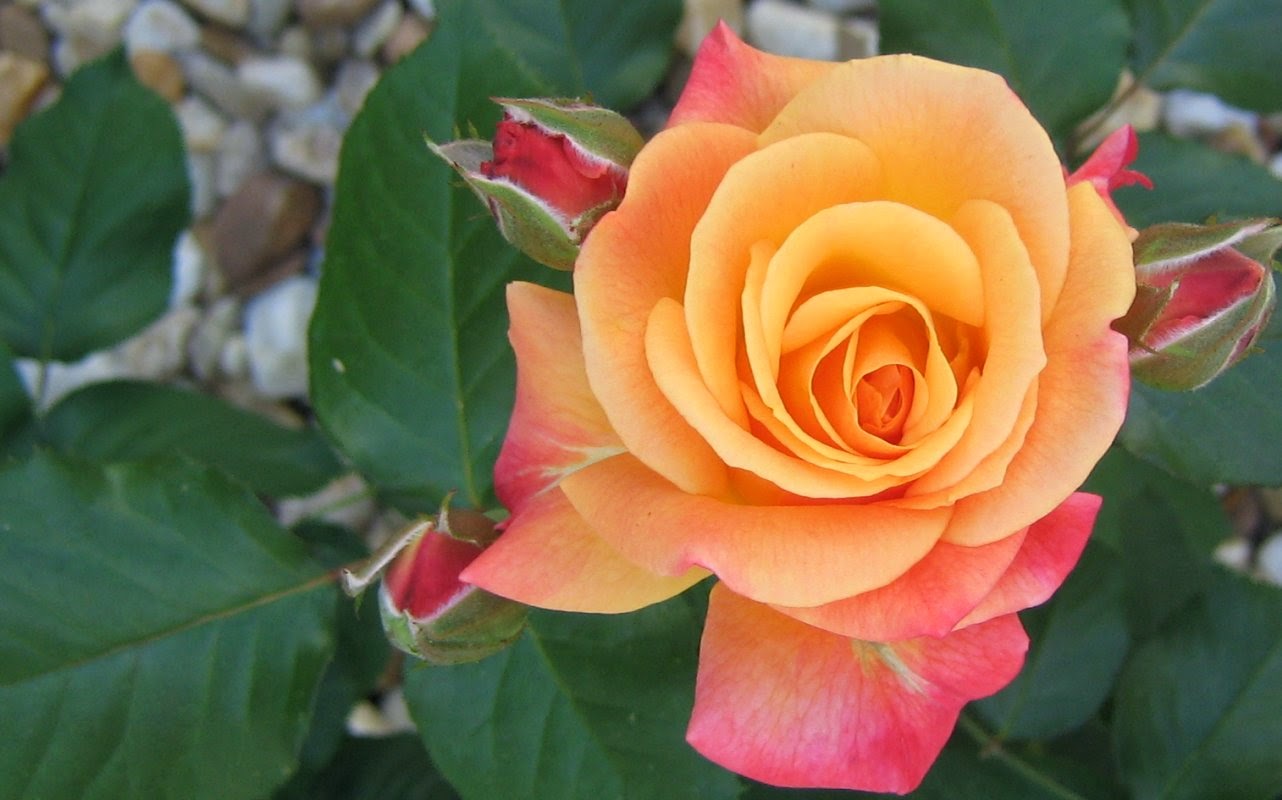 beautiful pictures of roses for wallpaper,flower,flowering plant,julia child rose,petal,garden roses