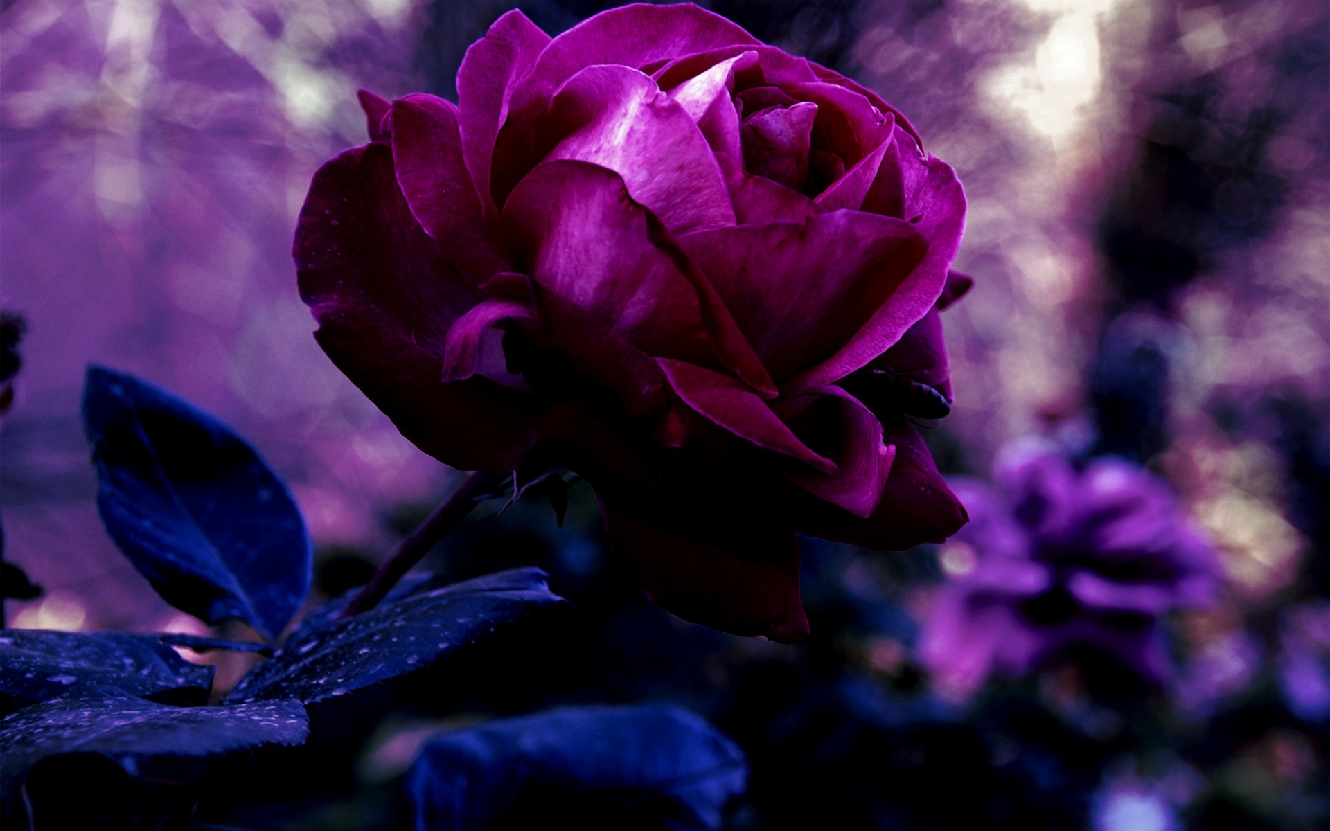 壁紙のためのバラの美しい写真,バイオレット,花弁,紫の,花,青い