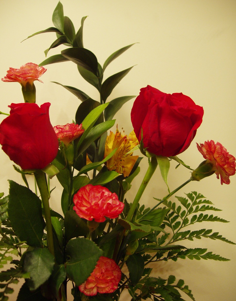 papel tapiz de flores gulab,flor,planta floreciendo,planta,rojo,pétalo