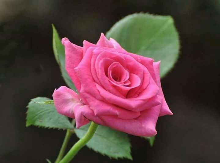 papel tapiz de flores gulab,flor,planta floreciendo,rosas de jardín,rosado,pétalo