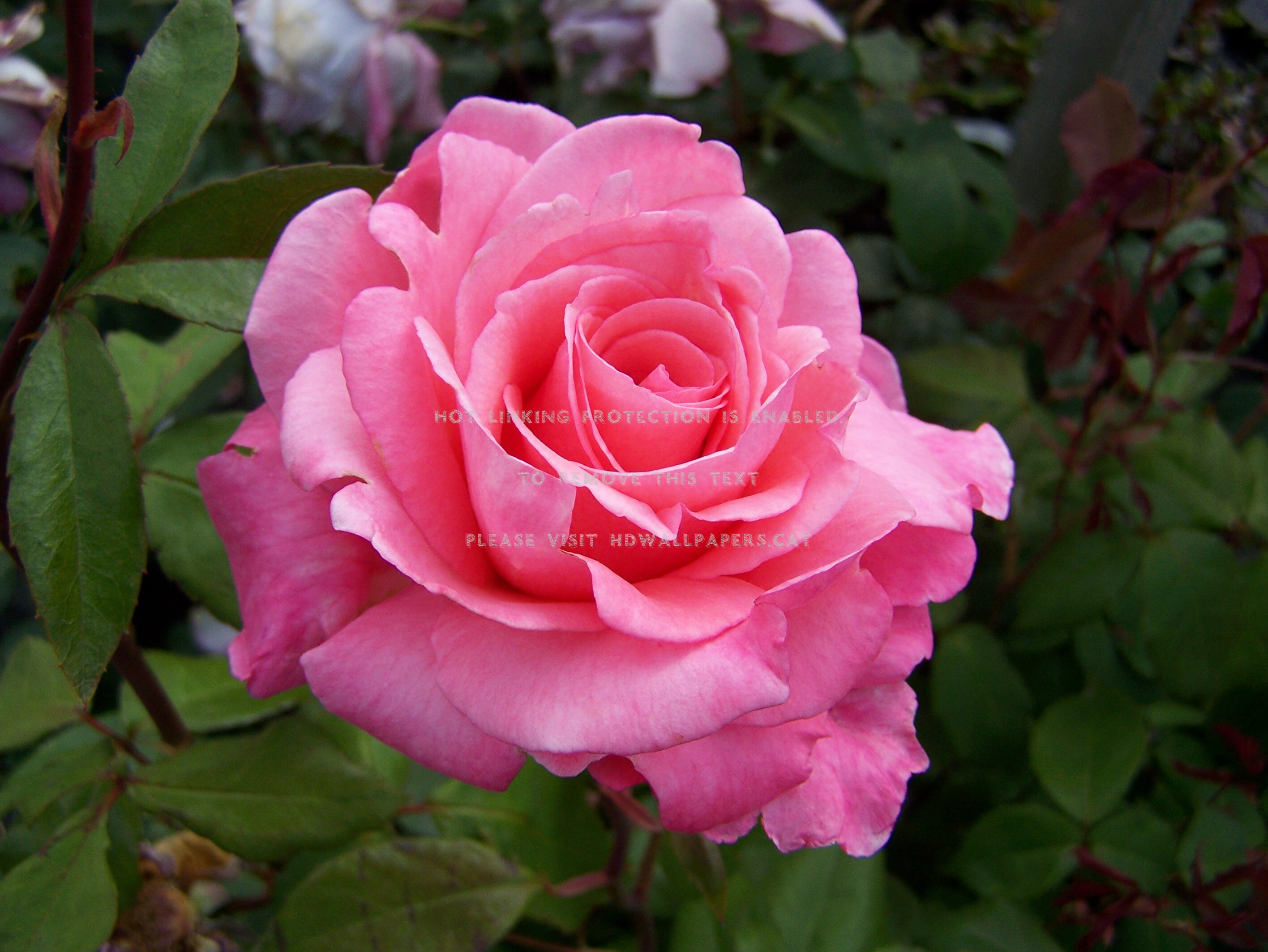 large rose wallpaper,flower,flowering plant,julia child rose,garden roses,pink