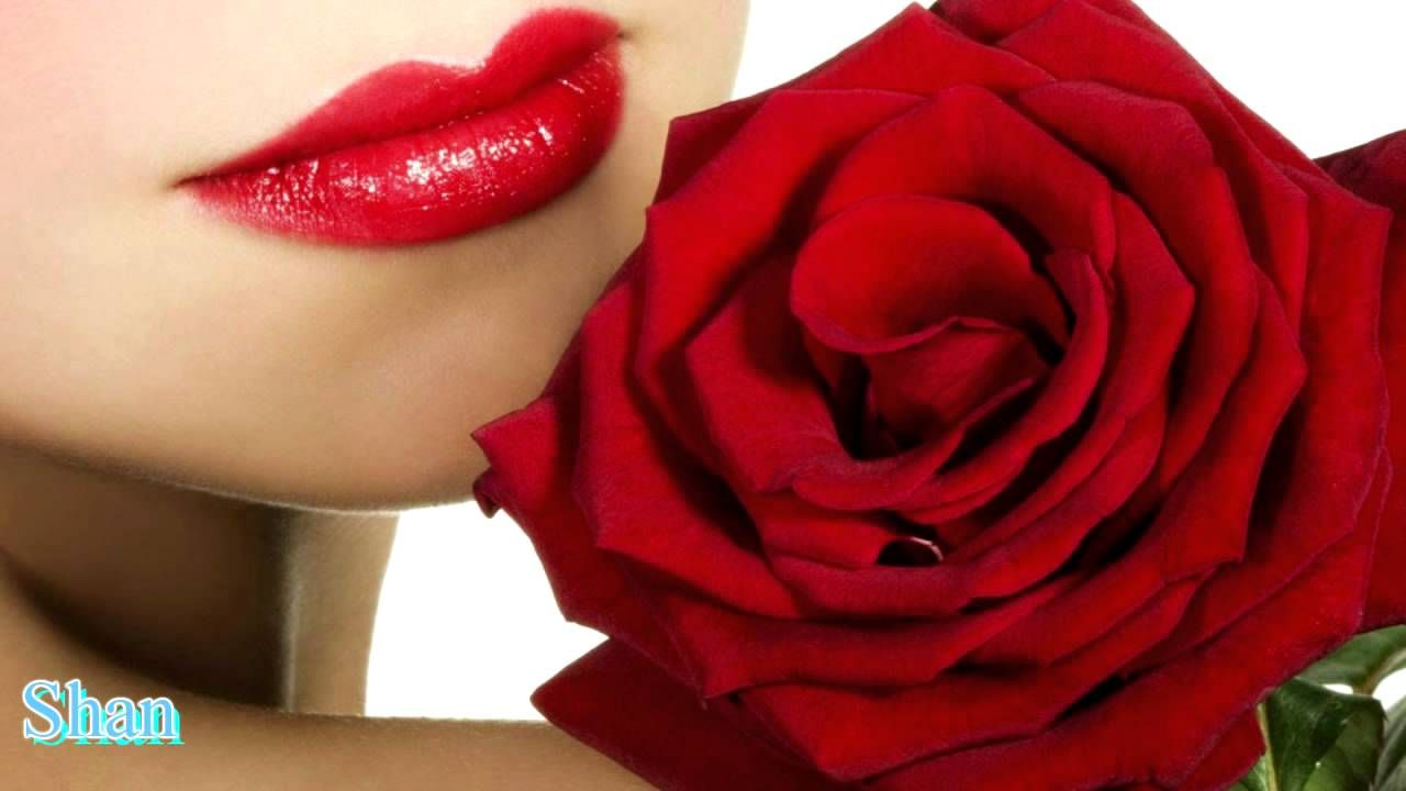 gulab flower wallpaper,red,garden roses,lip,rose,rose family