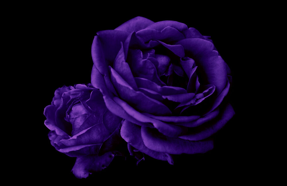 大きなバラの壁紙,花弁,バイオレット,花,紫の,ローズ