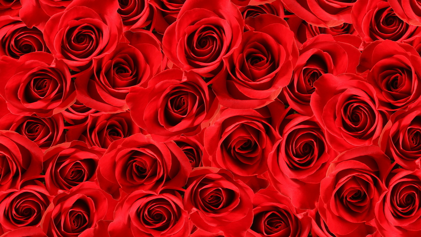 大きなバラの壁紙,ローズ,庭のバラ,赤,花,花弁