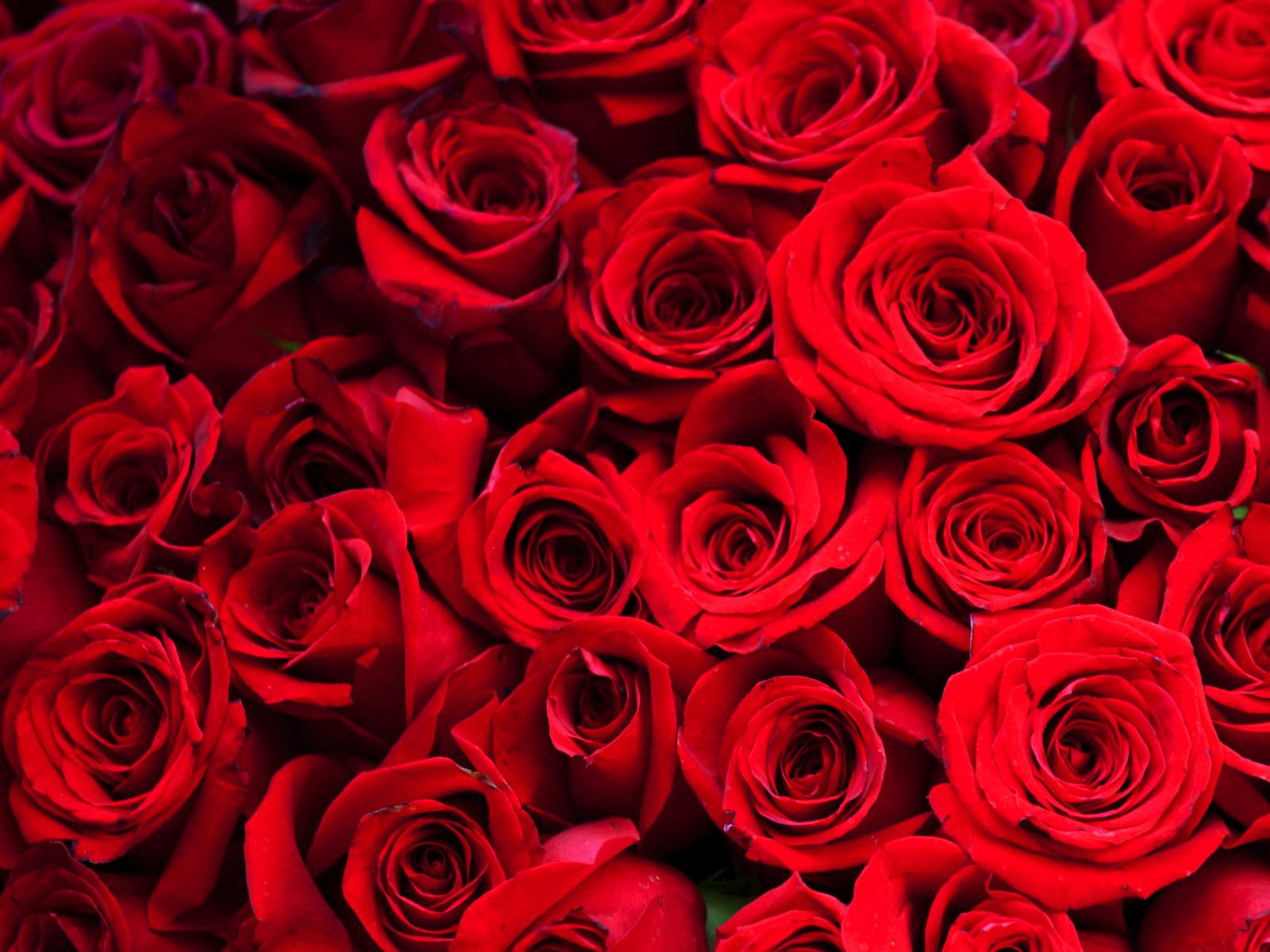 large rose wallpaper,flower,rose,garden roses,flowering plant,red