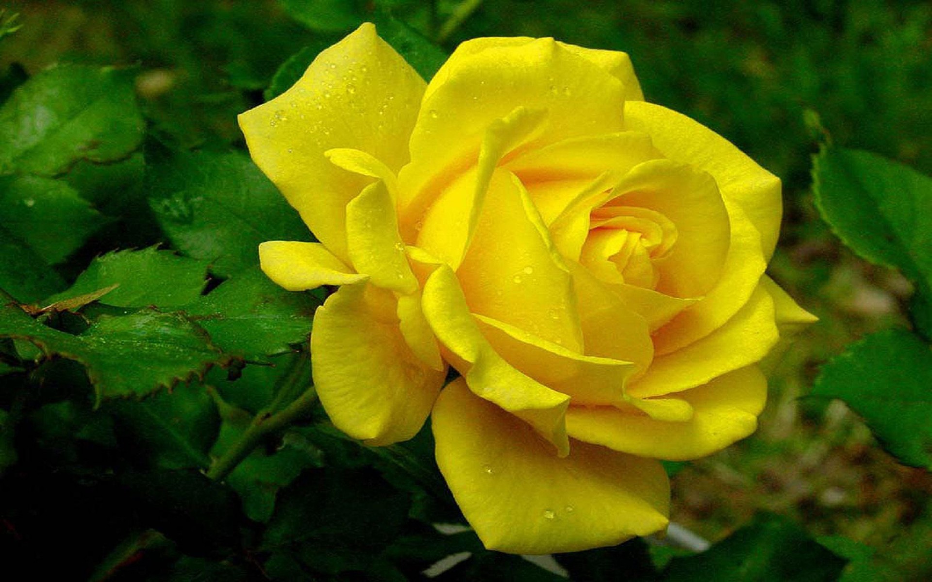 große rosentapete,blume,blühende pflanze,julia kind stand auf,blütenblatt,gelb