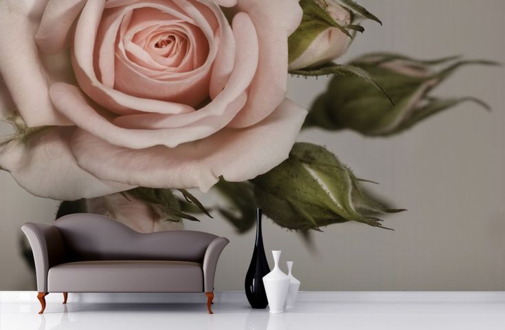 pink rose wallpaper for walls,garden roses,rose,cut flowers,flower,rose family