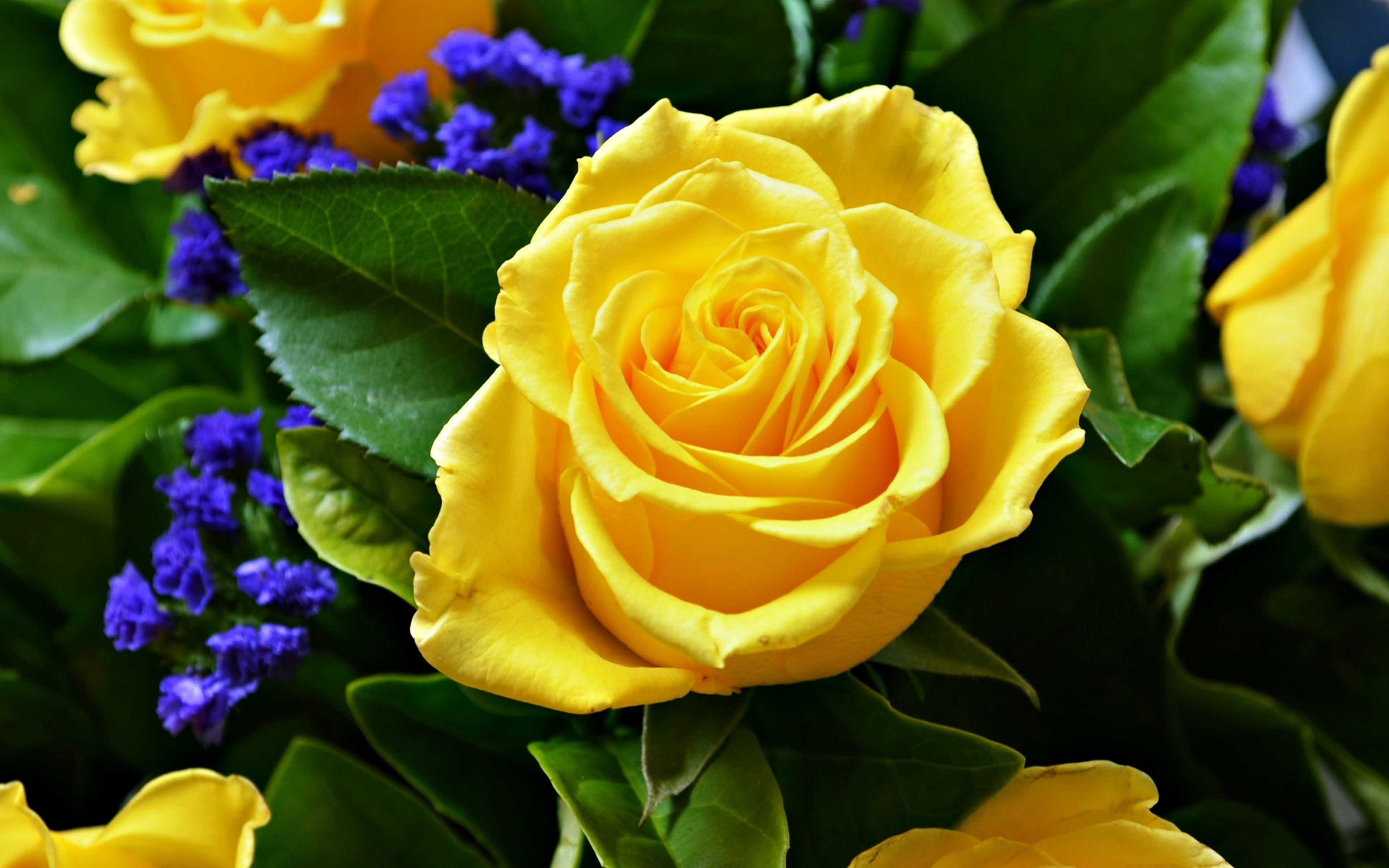 壁紙花バラ愛,花,ローズ,開花植物,ジュリア・チャイルド・ローズ,庭のバラ