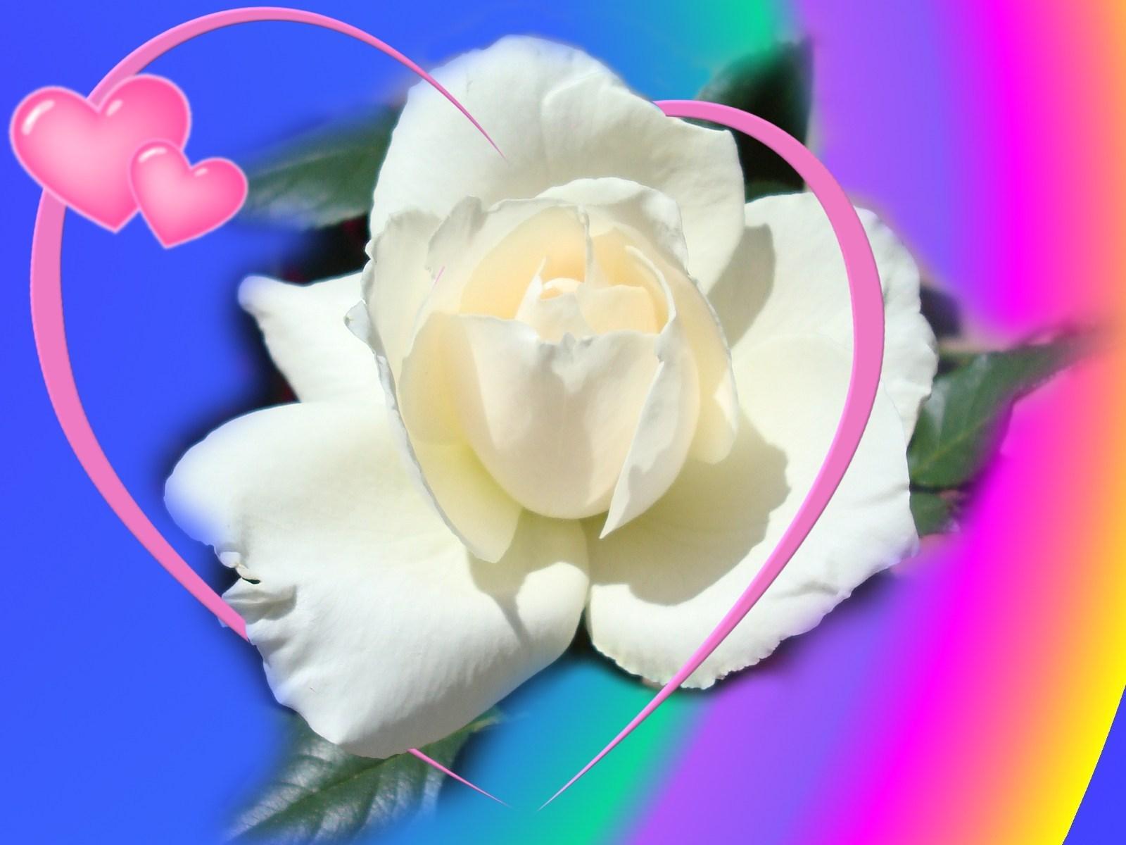 best rose wallpaper,petal,flower,white,plant,flowering plant