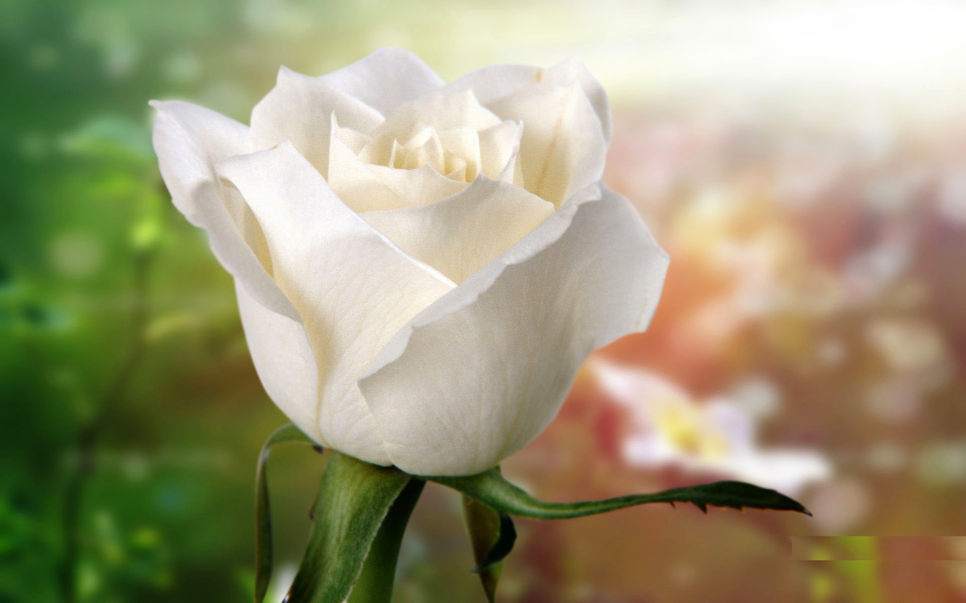 best rose wallpaper,flower,petal,white,garden roses,rose