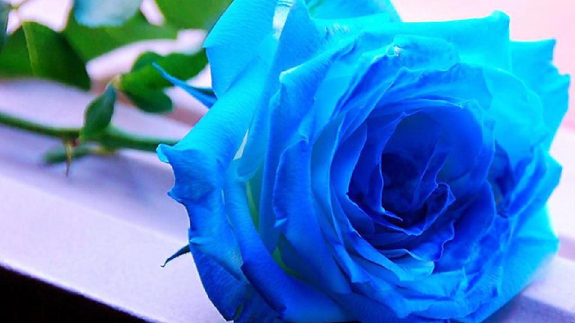 최고의 장미 벽지,꽃,장미,푸른,꽃 피는 식물,파란 장미