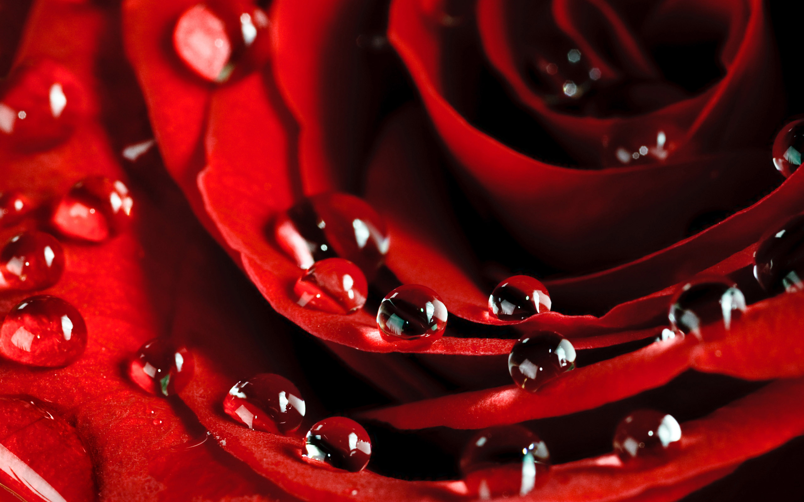 best rose wallpaper,red,water,macro photography,dew,moisture