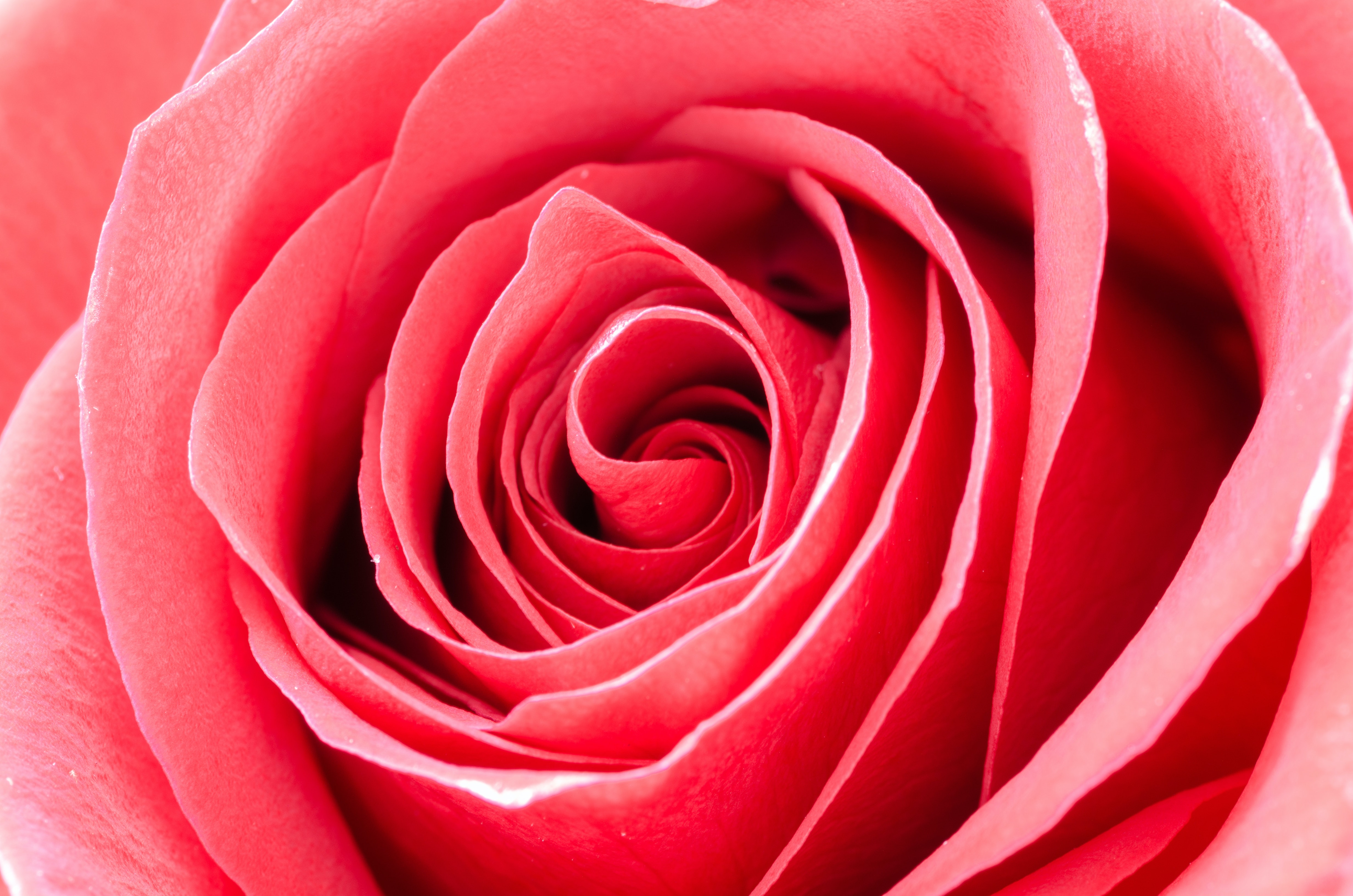 rose foto sfondi,rosa,rose da giardino,petalo,fiore,rosso