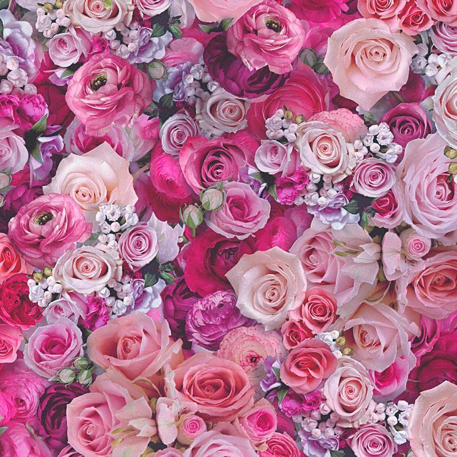 wallpaper roses flowers wallpaper,flower,garden roses,rose,pink,rosa × centifolia