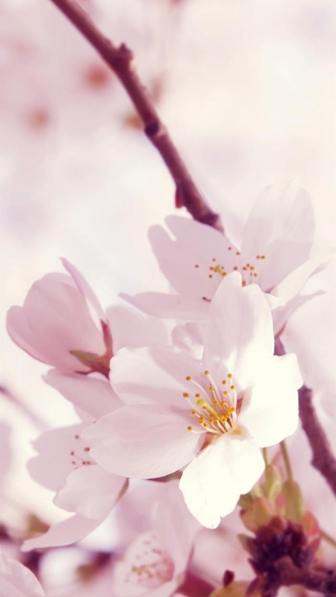 壁紙バラ花壁紙,花,花弁,花,桜の花,ピンク