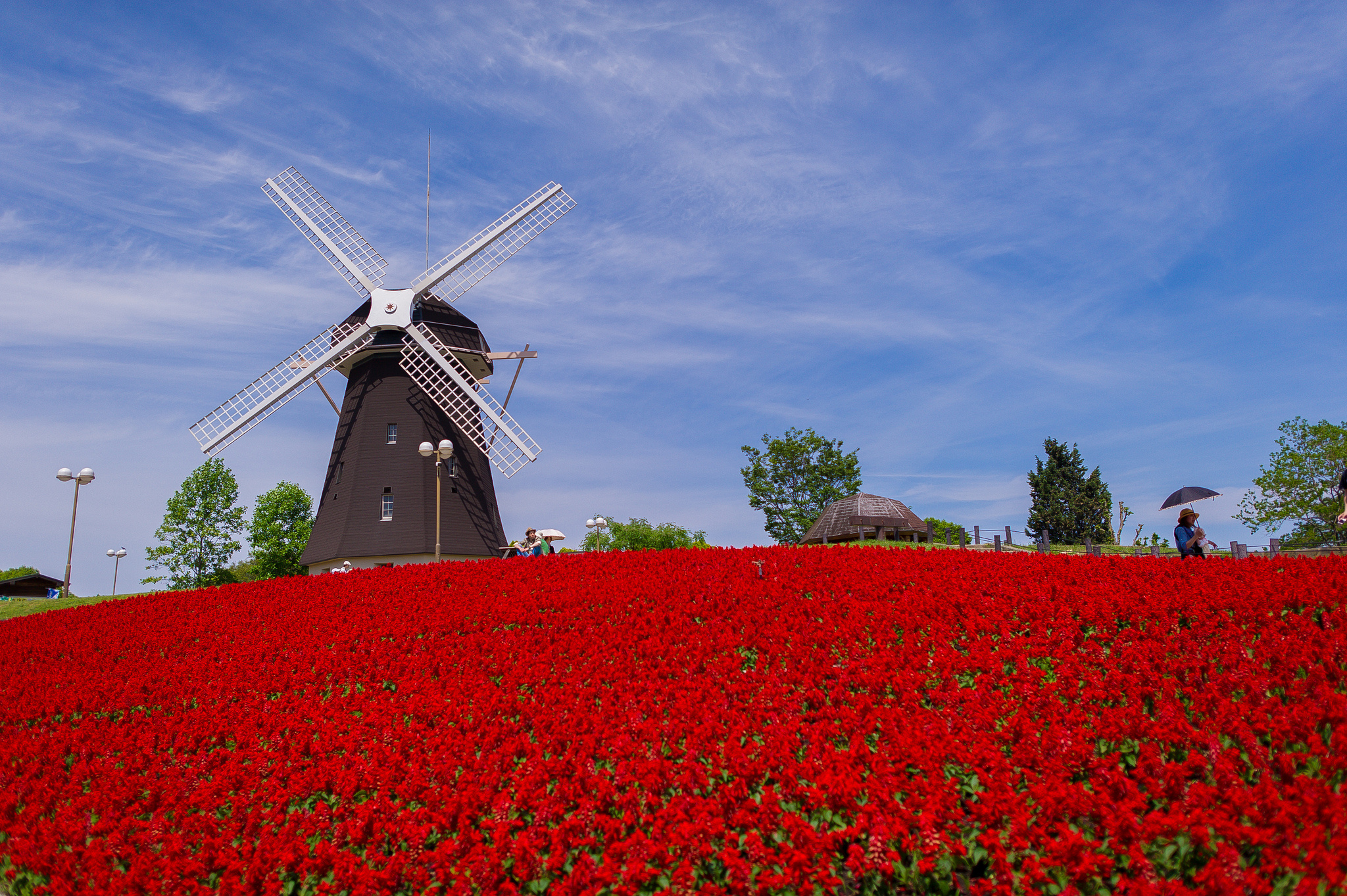 fondo de pantalla de molino de viento,molino,campo,rojo,cielo,flor