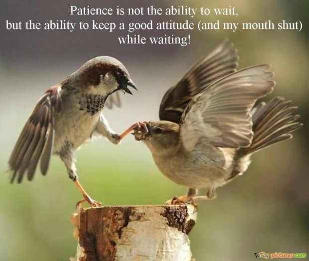 wallpaper with message about life,bird,house sparrow,sparrow,beak,adaptation