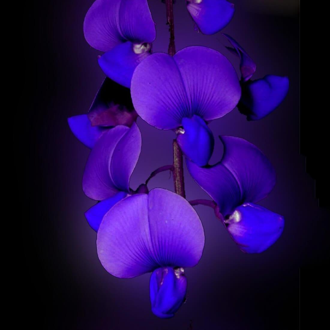 orchid live wallpaper,blue,violet,flower,purple,petal (#686417