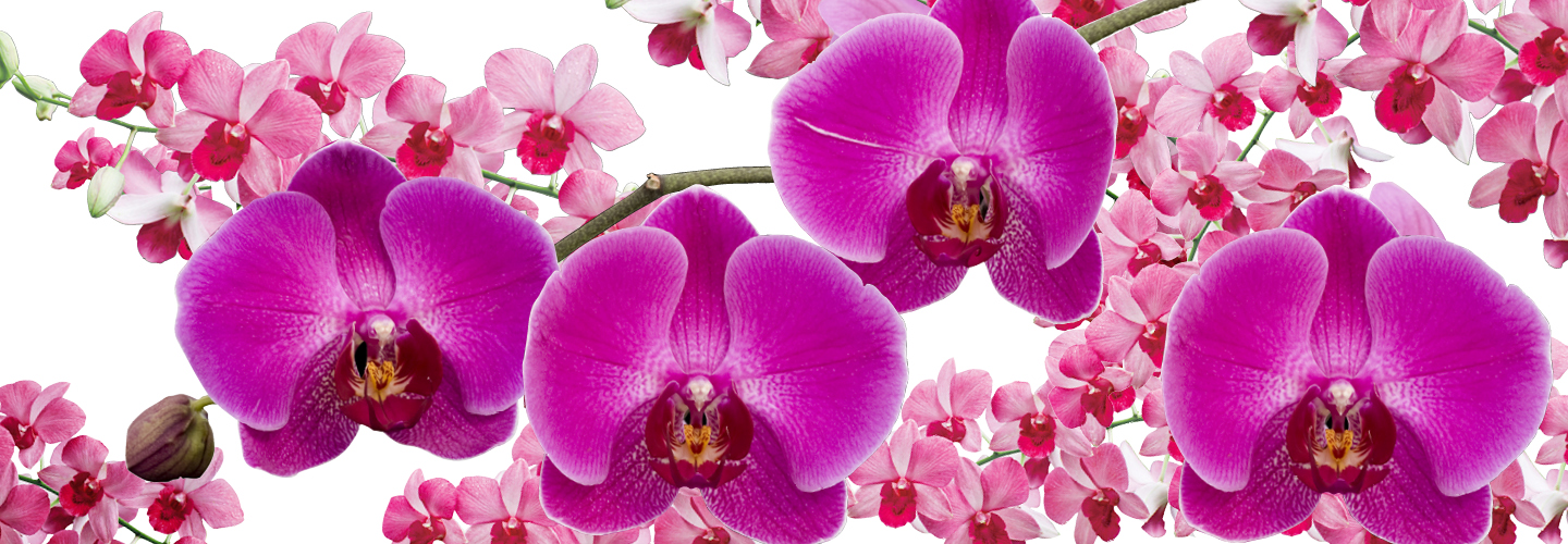 orchidea live wallpaper,fiore,pianta fiorita,petalo,orchidea falena,pianta